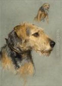 Studies Of An Airedale Terrier Studies Of An Airedale Terrier
