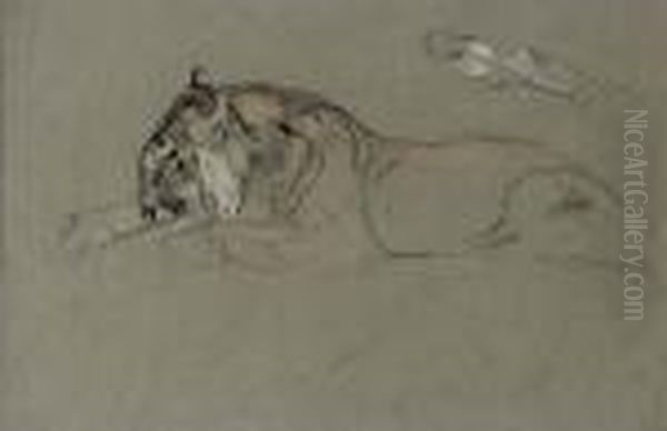 Study Of Two Recumbent Tigers - view 1