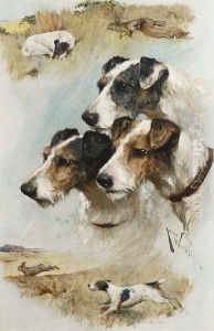 Study Of Terriers