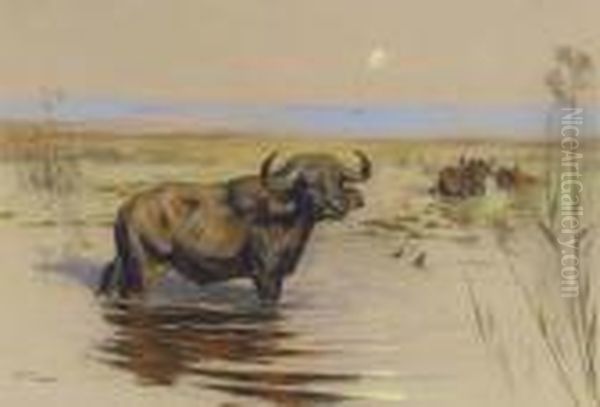 Water Buffalo Bathing At Sunset - view 1