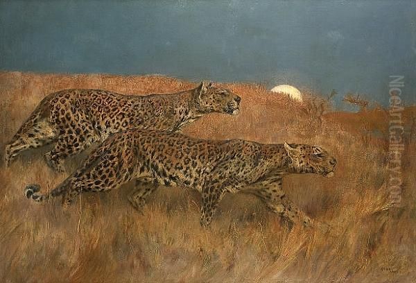Leopards Stalking Prey - view 1