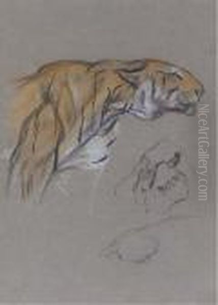Study Of A Stalking Tiger - view 1
