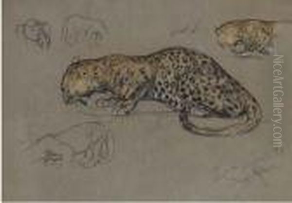 Leopard Studies - view 1