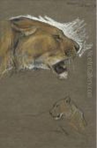 A Study Of Two Lionesses - view 1