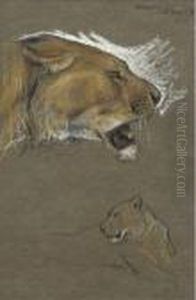 A Study Of Two Lionesses