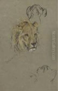 Study Of A Lioness by Arthur Wardle