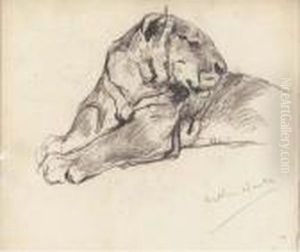 Study Of A Lioness Study Of A Lioness