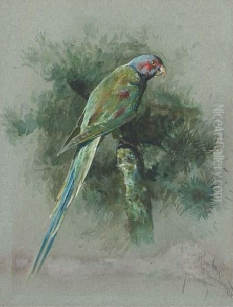 Study Of A Parrot - view 1