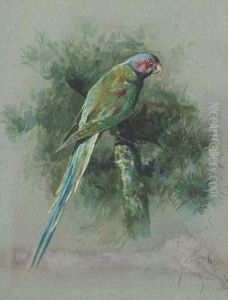 Study Of A Parrot by Arthur Wardle