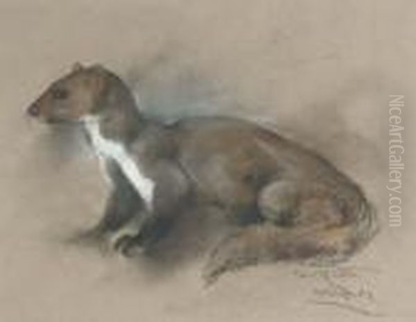 Study Of A Pine Martin - view 1