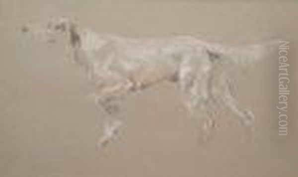 English Setter - view 1