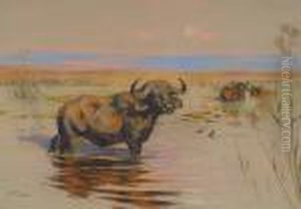 Water Buffalo - view 1