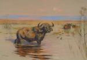 Water Buffalo by Arthur Wardle