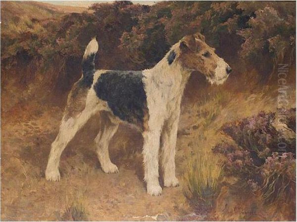 Mr Dunford's Champion Wire-haired Fox-terrier Barrington Bridegroom - view 1