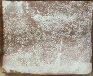 Broom and Spade, 1842 by William Henry Fox Talbot