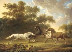 Stallions in a wooded paddock