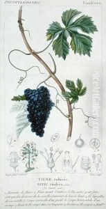 Grape Vine Vitis Vinifera botanical plate, c.1820 by Pierre Jean Francois Turpin