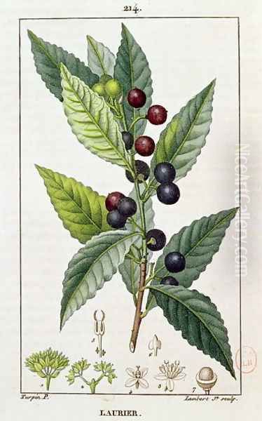 Laurel, botanical plate, c.1810 - view 1