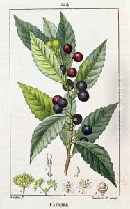 Laurel, botanical plate, c.1810 by Pierre Jean Francois Turpin