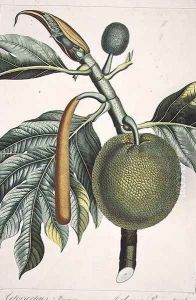 Artocarpus incisa Breadfruit tree engraved by Dien, illustration from the Plate Collection of the Botany Library by Pierre Jean Francois Turpin