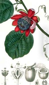 A Passion Flower from Lecons de Flore by Pierre Jean Francois Turpin