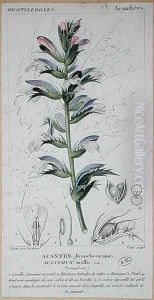 Acanthus Mollis, c.1820 by Pierre Jean Francois Turpin