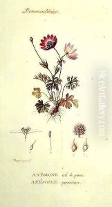 Anemone
