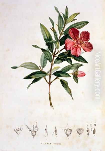 Rhexia speciosa, engraved by Bouquet, plate 4 from Part VI of Voyage to Equinoctial Regions of the New Continent by Friedrich Alexander, Baron von Humboldt 1769-1859 and Aime Bonpland 1773-1858 pub. 1806 - view 1