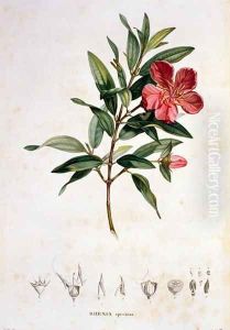 Rhexia speciosa, engraved by Bouquet, plate 4 from Part VI of Voyage to Equinoctial Regions of the New Continent by Friedrich Alexander, Baron von Humboldt 1769-1859 and Aime Bonpland 1773-1858 pub. 1806 by Pierre Jean Francois Turpin