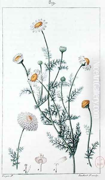 Camomile, reproduction of a plate from Flore medicale by Francois-Pierre Chaumeton 1775-1819 - view 1
