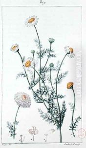 Camomile, reproduction of a plate from Flore medicale by Francois-Pierre Chaumeton 1775-1819 by Pierre Jean Francois Turpin