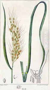 Rice, c.1820 by Pierre Jean Francois Turpin