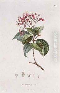 Melastoma coccinea, engraved by Bouquet, plate 14 from Part VI of Voyage to Equinoctial Regions of the New Continent by Friedrich, Baron von Humboldt 1769-1859 and Aime Bonpland 1773-1858 pub. 1806 by Pierre Jean Francois Turpin