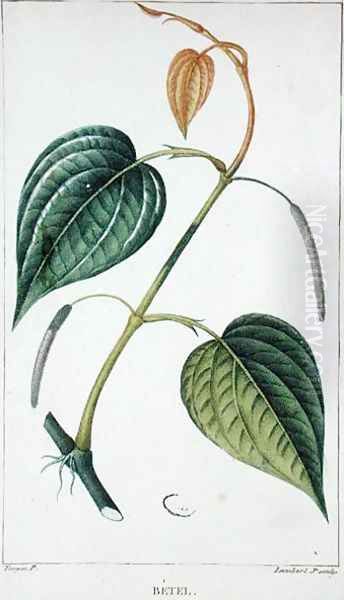 Betel, botanical plate, c.1810 - view 1