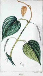 Betel, botanical plate, c.1810 by Pierre Jean Francois Turpin