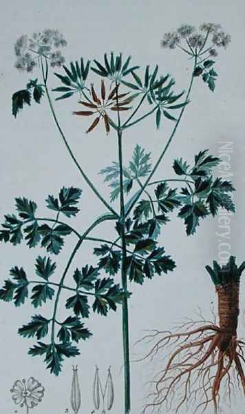 Botanical Plate depicting Chervil, from Flore du Dictionnaire des sciences medicales by Francois Pierre Chaumeton 1775-1819, published 1813-1820 - view 1
