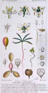 Bursera Gummifera, engraved by Rebel c.1810-20 by Pierre Jean Francois Turpin