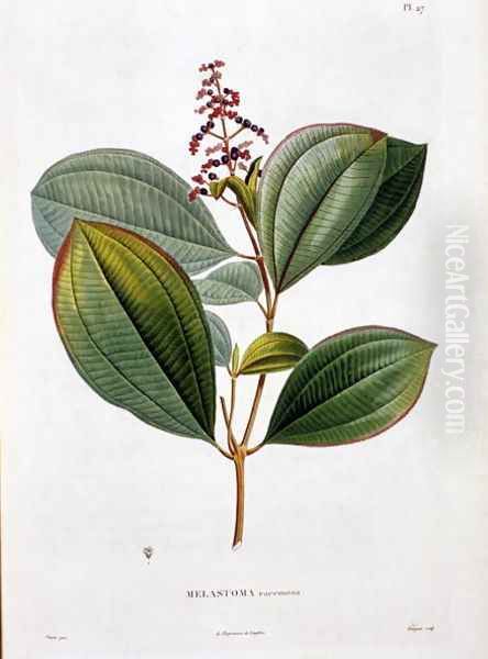 Melastoma racemosa, engraved by Bouquet, plate 27 from Part VI of Voyage to Equinoctial Regions of the New Continent by Friedrich, Baron von Humboldt 1769-1859 and Aime Bonpland 1773-1858 pub. 1806 - view 1