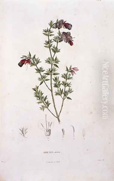 Rhexia stricta, engraved by Bouquet, plate 8 from Part VI of Voyage to Equinoctial Regions of the New Continent by Friedrich Alexander, Baron von Humboldt 1769-1859 and Aime Bonpland 1773-1858 pub. 1806 - view 1