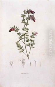 Rhexia stricta, engraved by Bouquet, plate 8 from Part VI of Voyage to Equinoctial Regions of the New Continent by Friedrich Alexander, Baron von Humboldt 1769-1859 and Aime Bonpland 1773-1858 pub. 1806 by Pierre Jean Francois Turpin