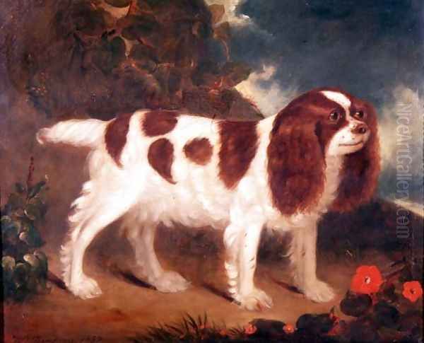 King Charles Spaniel - view 1