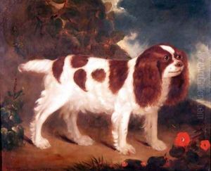 King Charles Spaniel