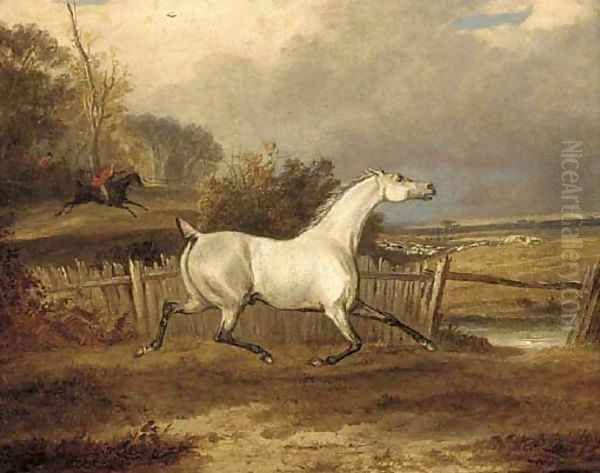 A grey in a paddock with a hunt beyond - view 1
