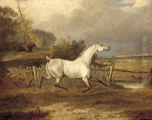 A grey in a paddock with a hunt beyond