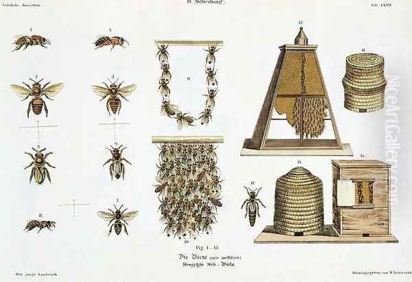 Bees and bee-keeping, from The Young Landsman, published Vienna, 1845 - view 1
