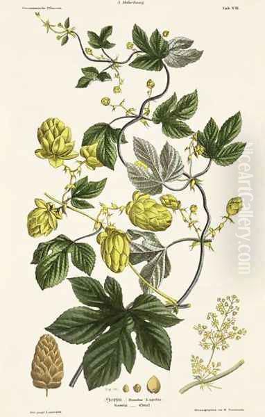 Hop Vine, from The Young Landsman, published Vienna, 1845 - view 1