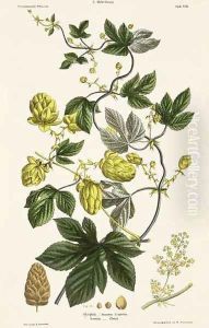 Hop Vine, from The Young Landsman, published Vienna, 1845 by Matthias Trentsensky
