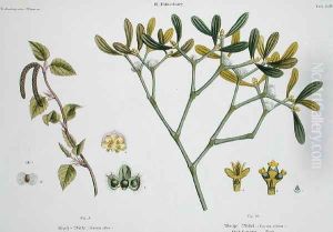 Birch left and Mistletoe right, fig. 9 and 10 from The Young Landsman, published Vienna, 1845 by Matthias Trentsensky