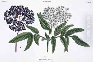 Elder, fig. 13 from The Young Landsman, published Vienna, 1845