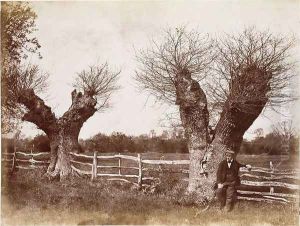 A Hedgerow Tree, 1852